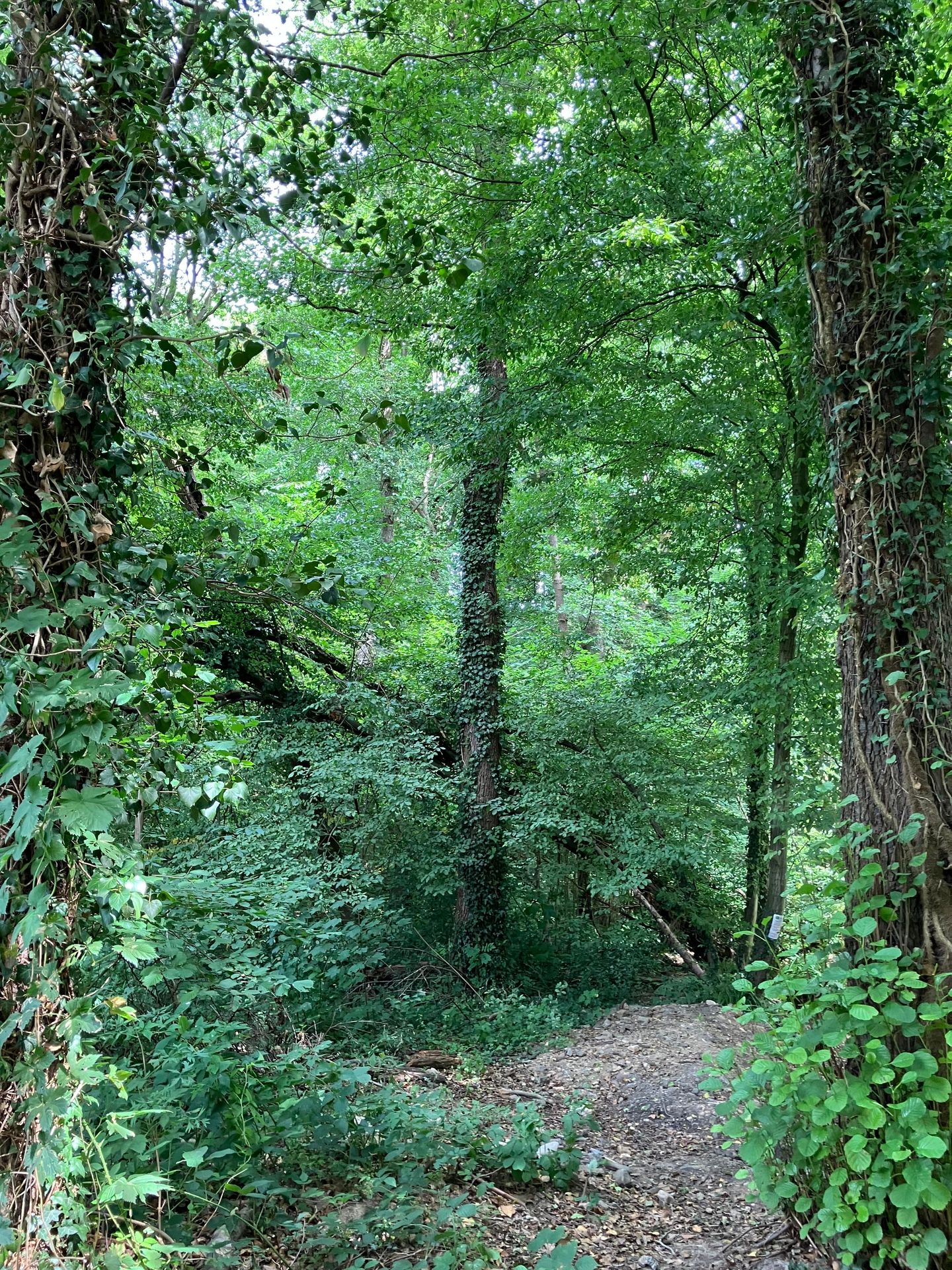 Bekijk foto 5 van Oostbroekvoetpad