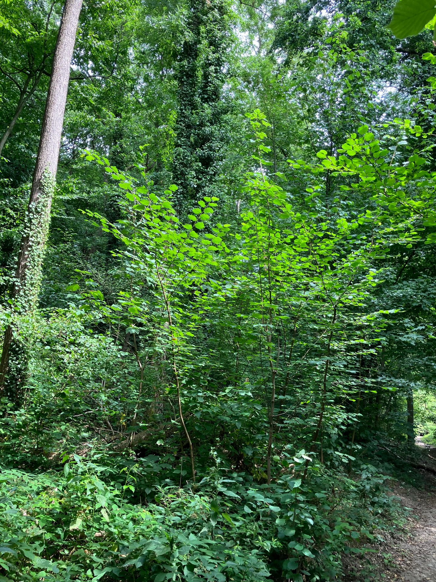 Bekijk foto 4 van Oostbroekvoetpad