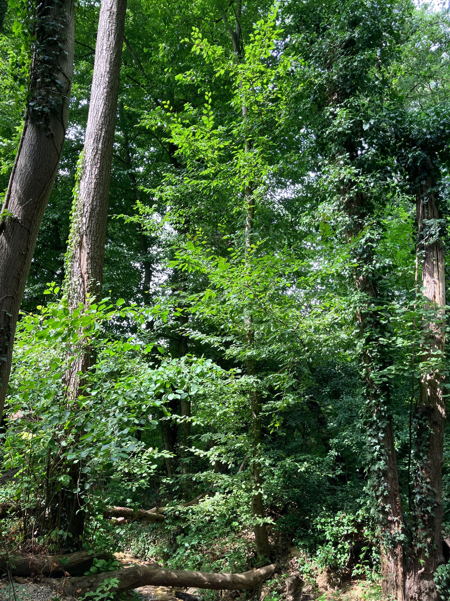 Bekijk foto 3 van Oostbroekvoetpad
