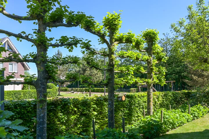 Foto 77 van Bekestere 8