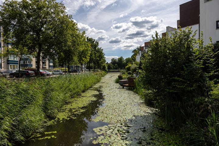 Foto 36 van Vuursalamander 3