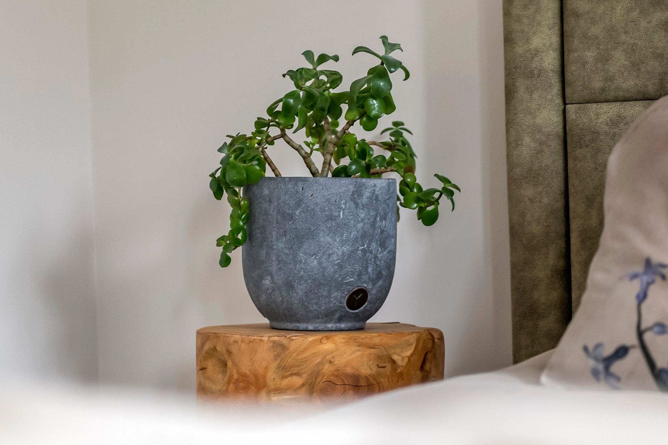 Foto 42 van Fibula 6