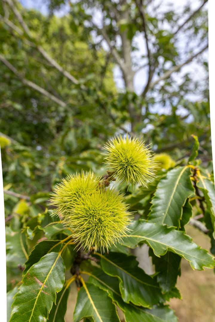 Foto 26 van Koningsweg 42