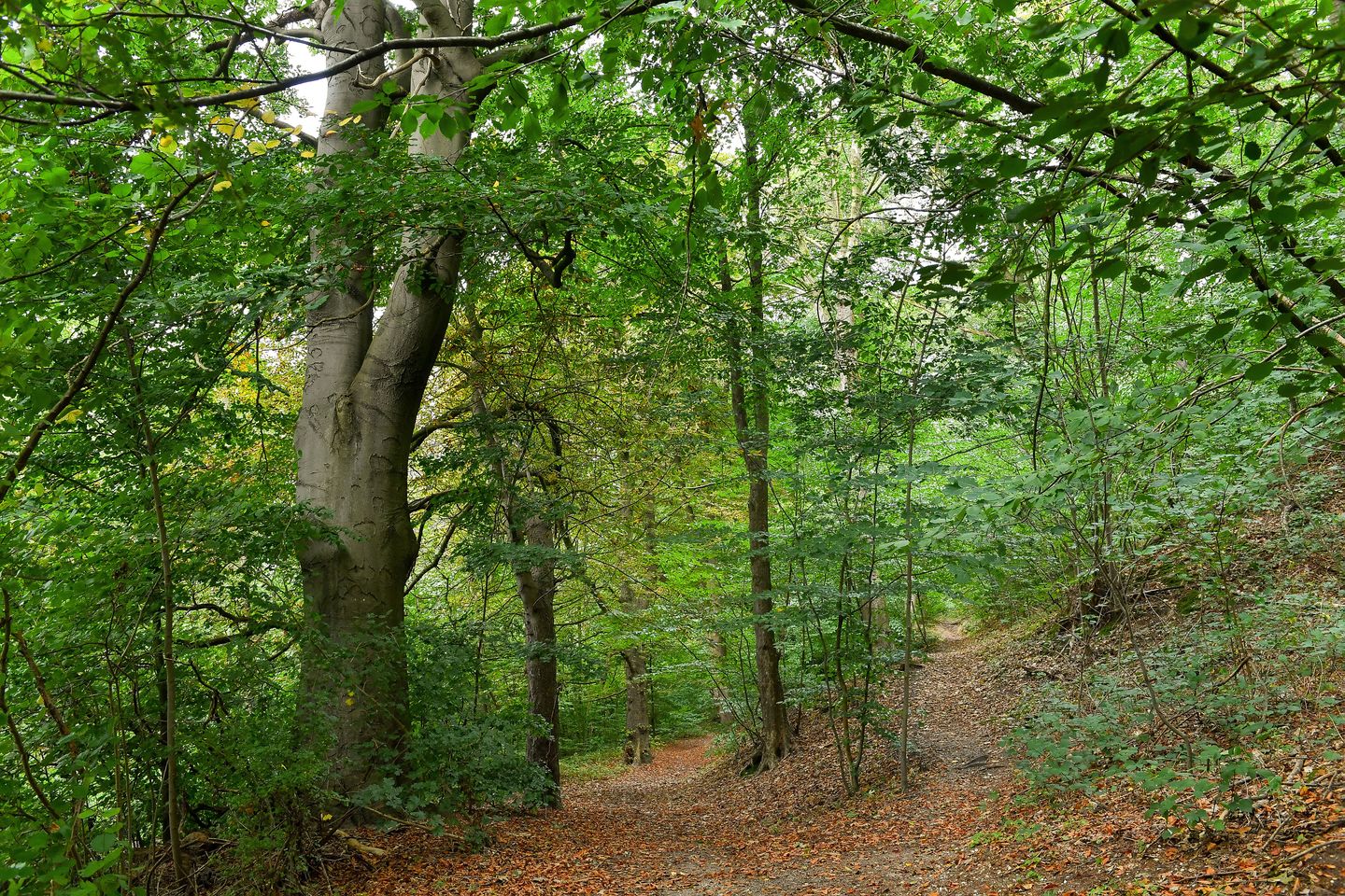 Foto 59 van Houtsniplaan 11