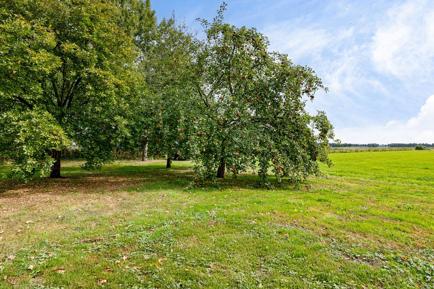 Foto 55 van Haantje 2