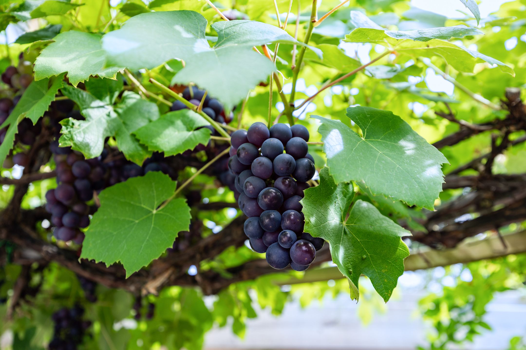 Foto 54 van Violenstraat 26