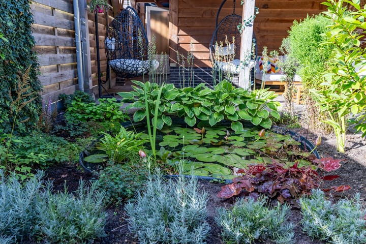 Foto 27 van Citroenvlinder 22