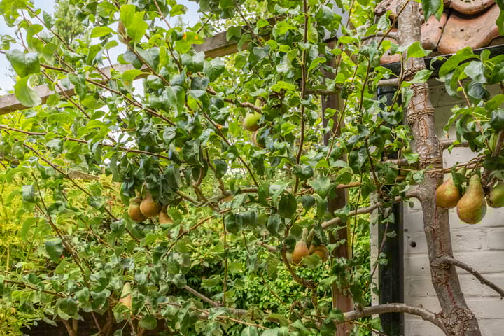 Foto 35 van J.P. Sweelinckstraat 26