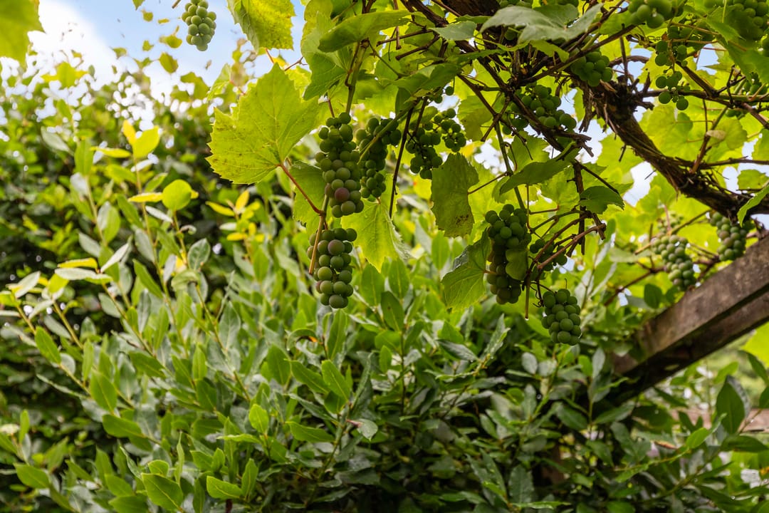 Photo 46 of Koninginnelaan 9