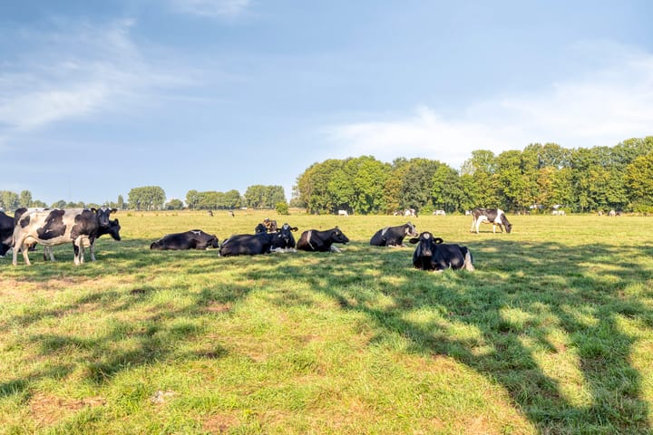 Foto 26 van Burggraafstraat 1