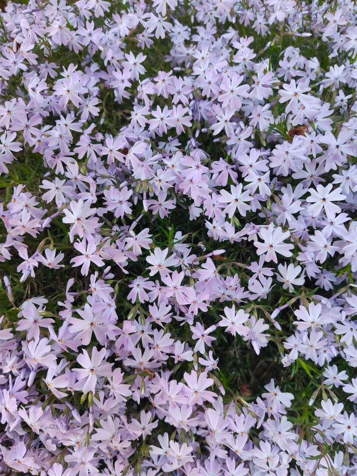 Foto 59 van Elfenbank 19