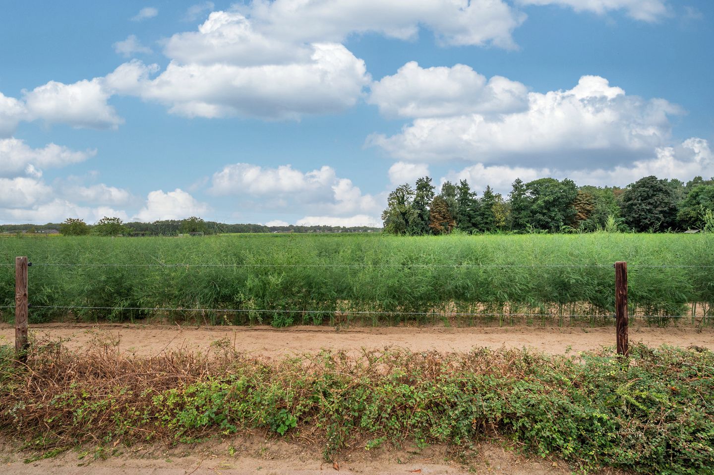 Foto 55 van Willem van Baerlestraat 15