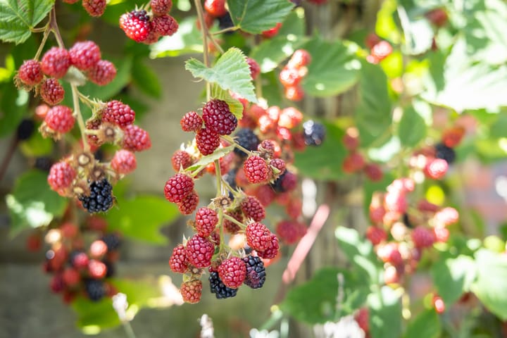 Foto 50 van Schouwmeester 2