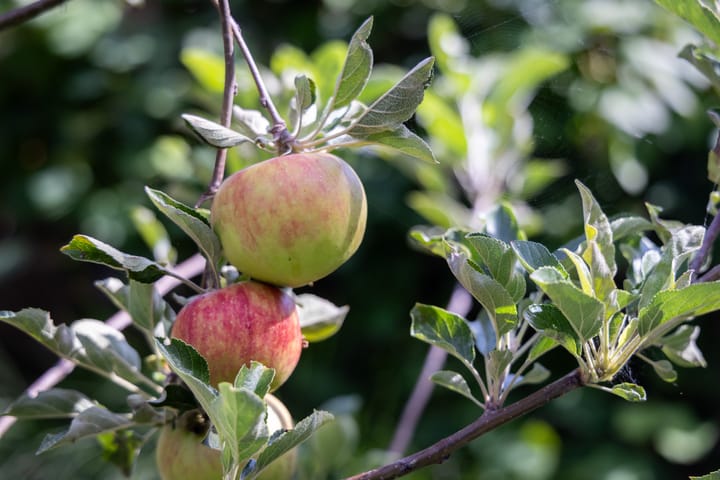 Foto 51 van Schouwmeester 2