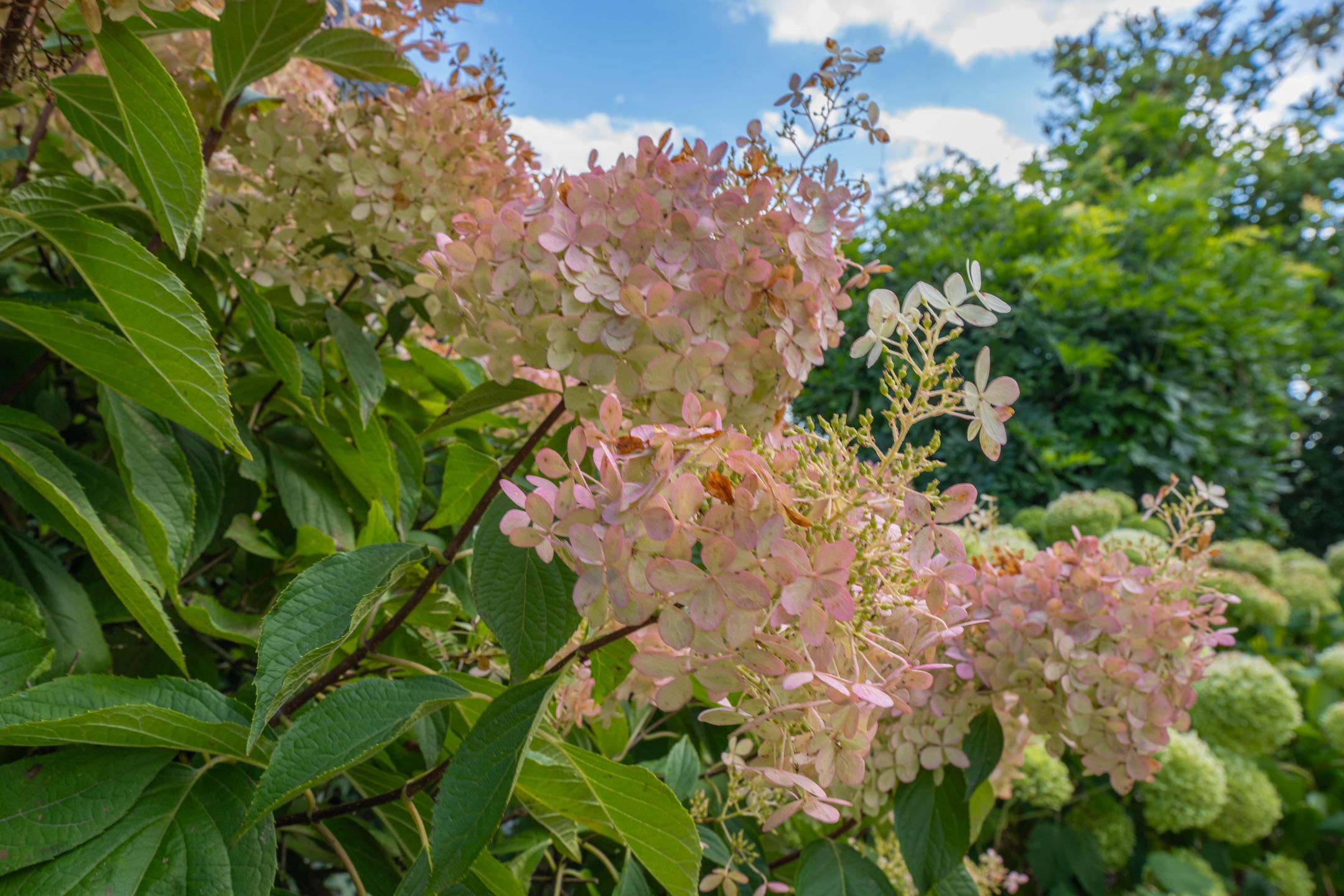 Foto 99 van Geerstraat 1