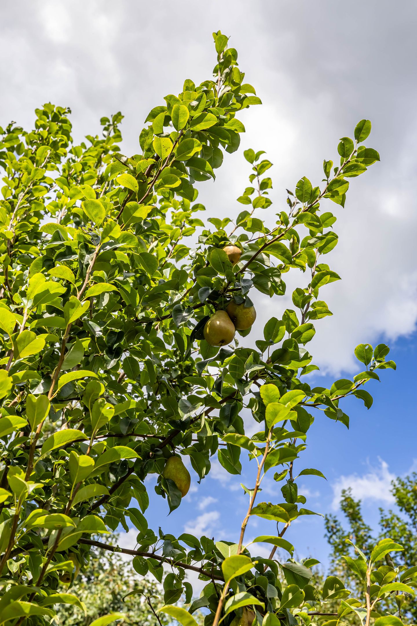 Foto 44 van Krassumerstraat 23