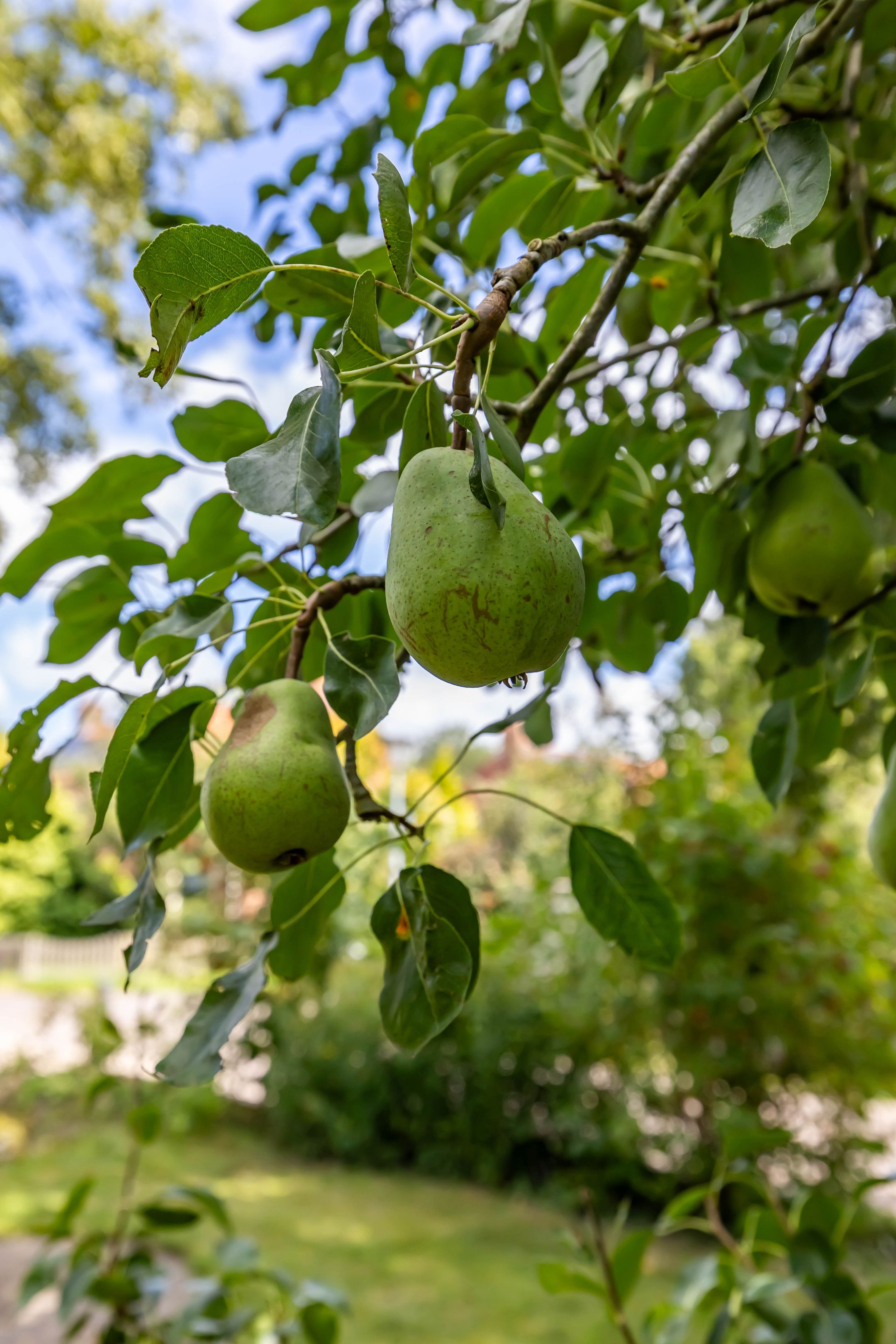 Foto 57 van Krassumerstraat 23