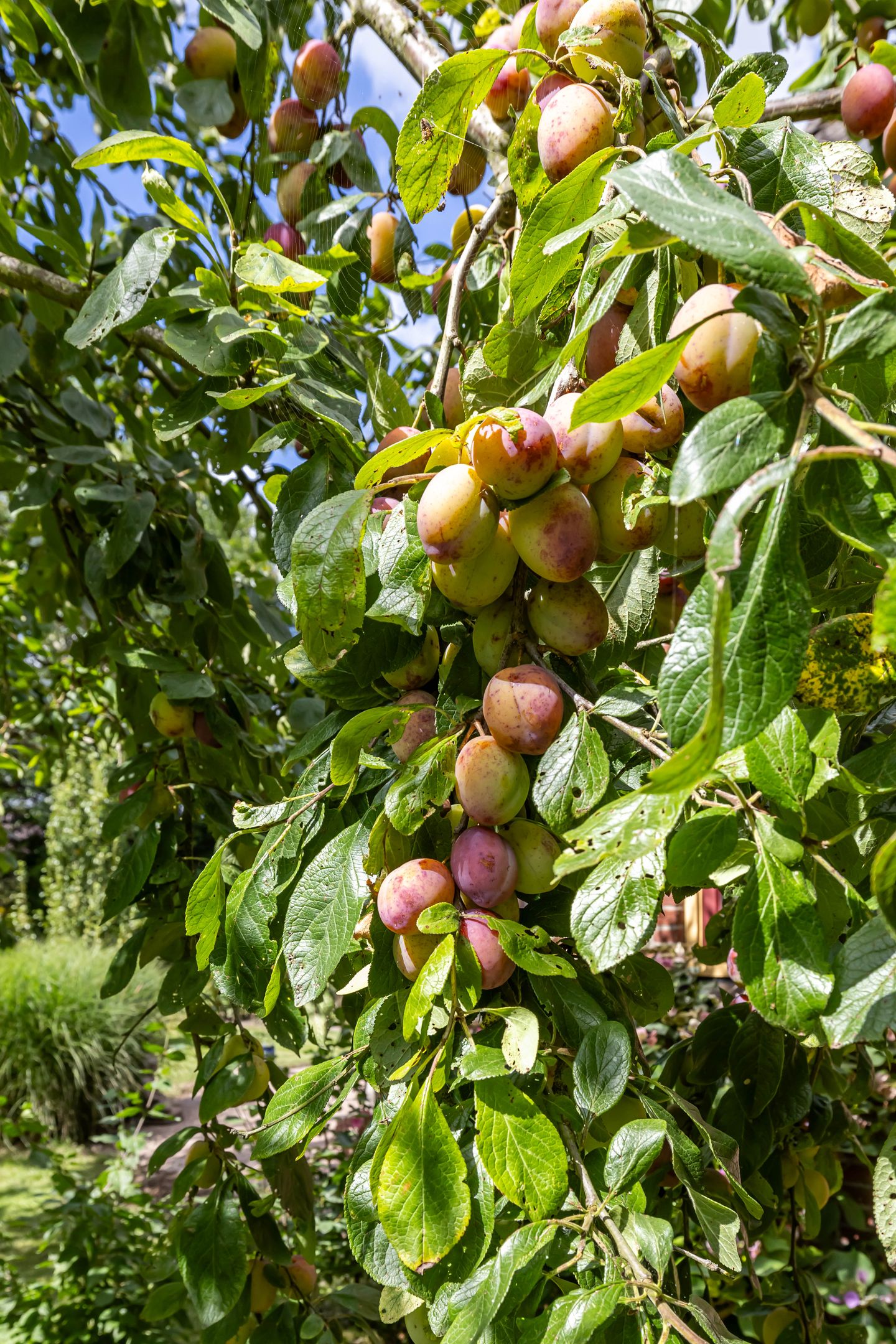 Foto 59 van Krassumerstraat 23