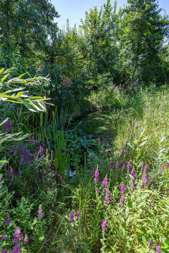 Foto 111 van Boelewijk 5