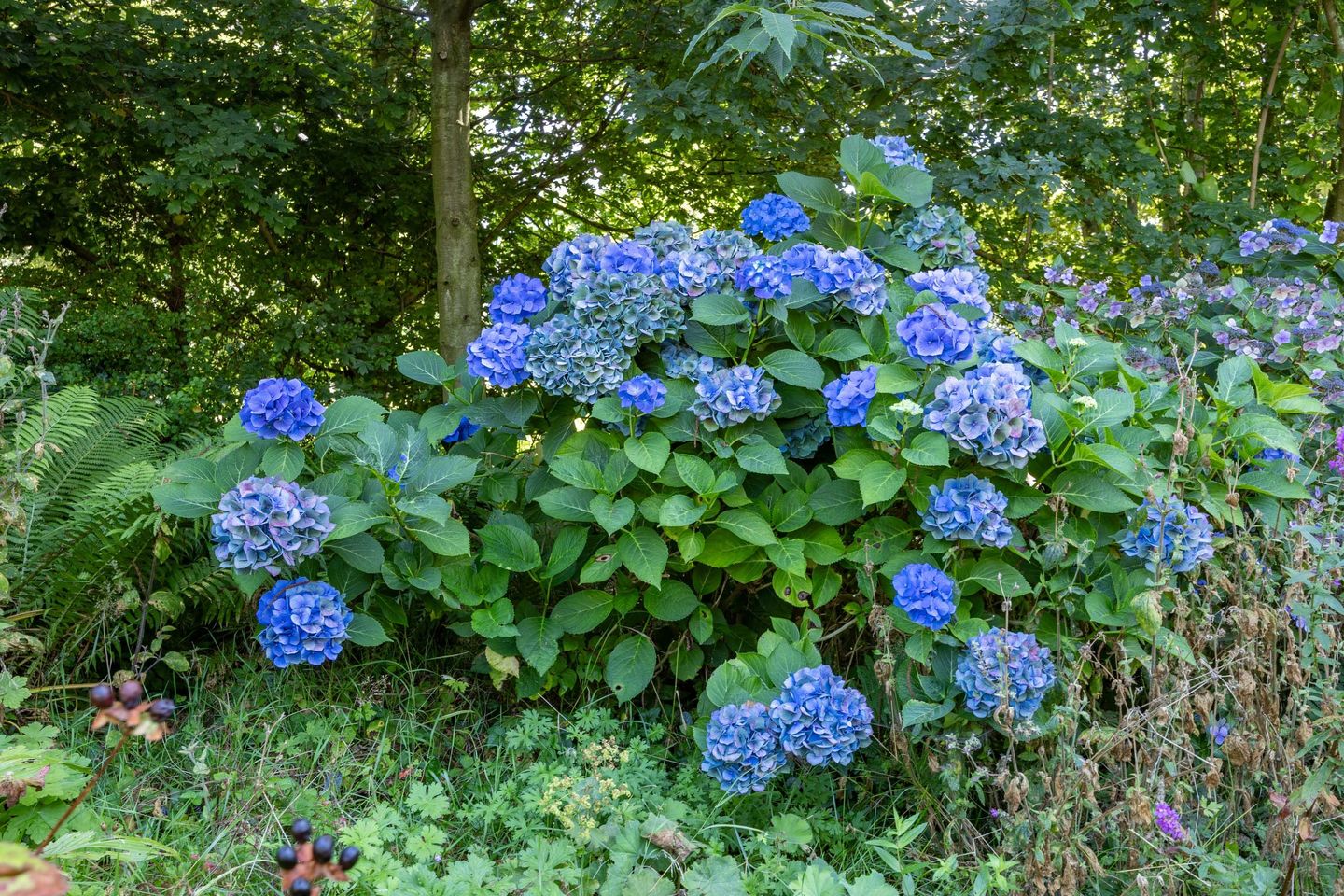 Photo 119 of Boelewijk 5