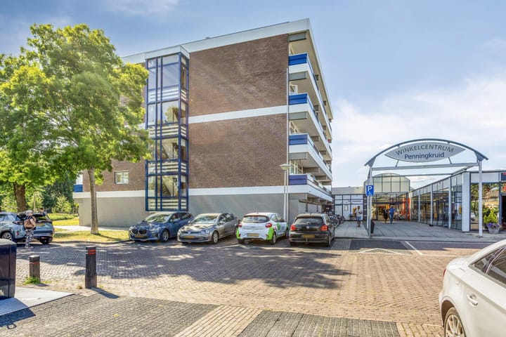 Foto 2 van Penningkruid 24