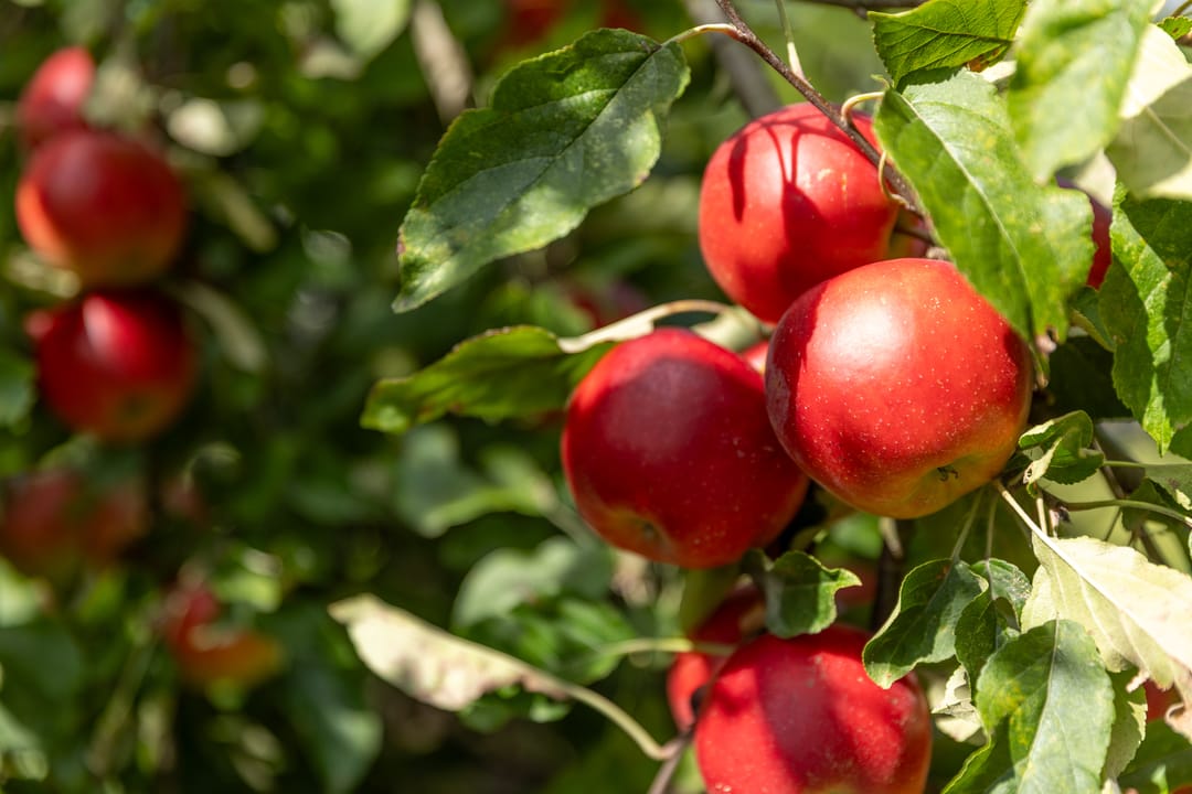 Photo 83 of Laagstraat 46