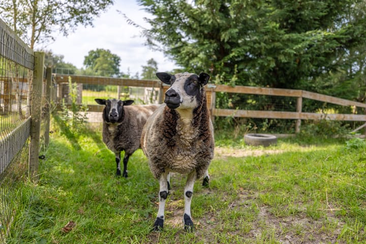 Foto 5 van Langeweg 52