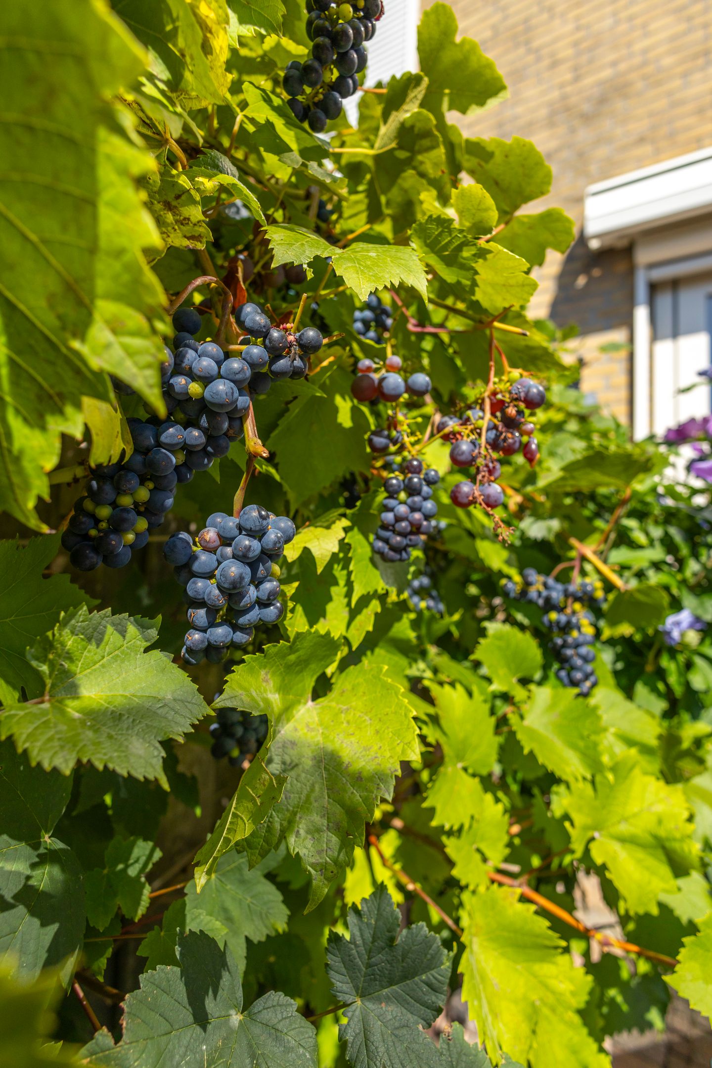 Photo 34 of Vuurkruidstraat 43