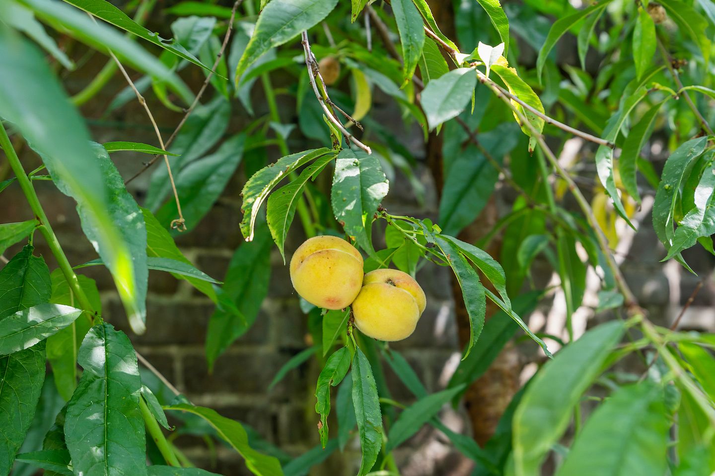 Photo 50 of Kastanjelaan 27