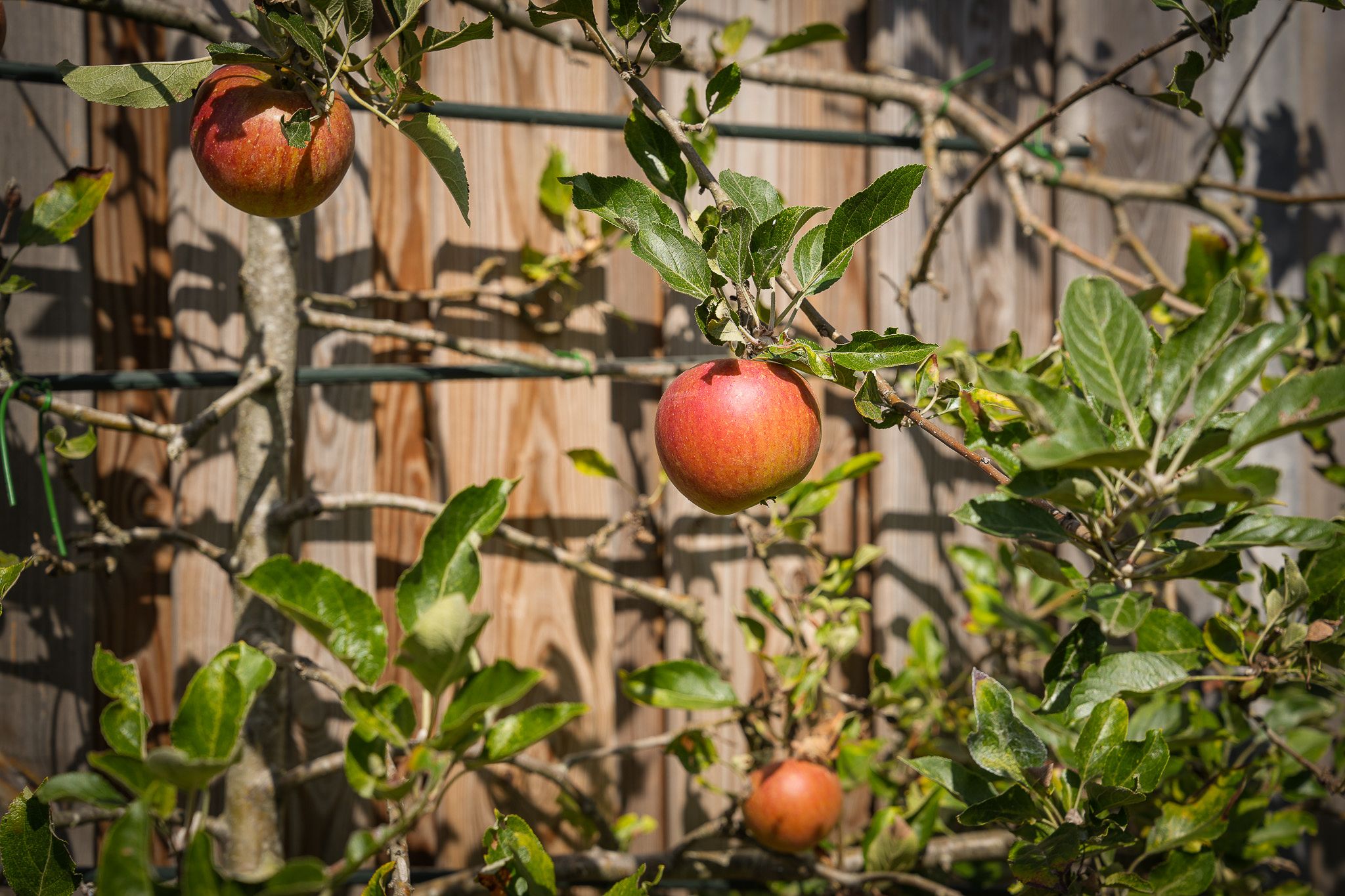 Foto 30 van Secr. Janssenstraat 1