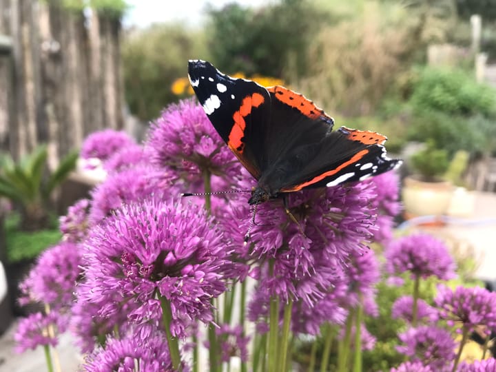 Foto 61 van Santhorsthof 54