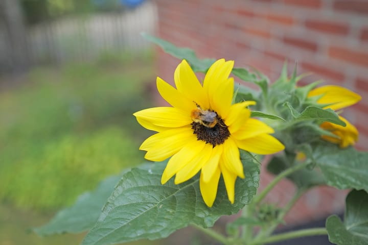 Foto 39 van Achter de Hoven 8