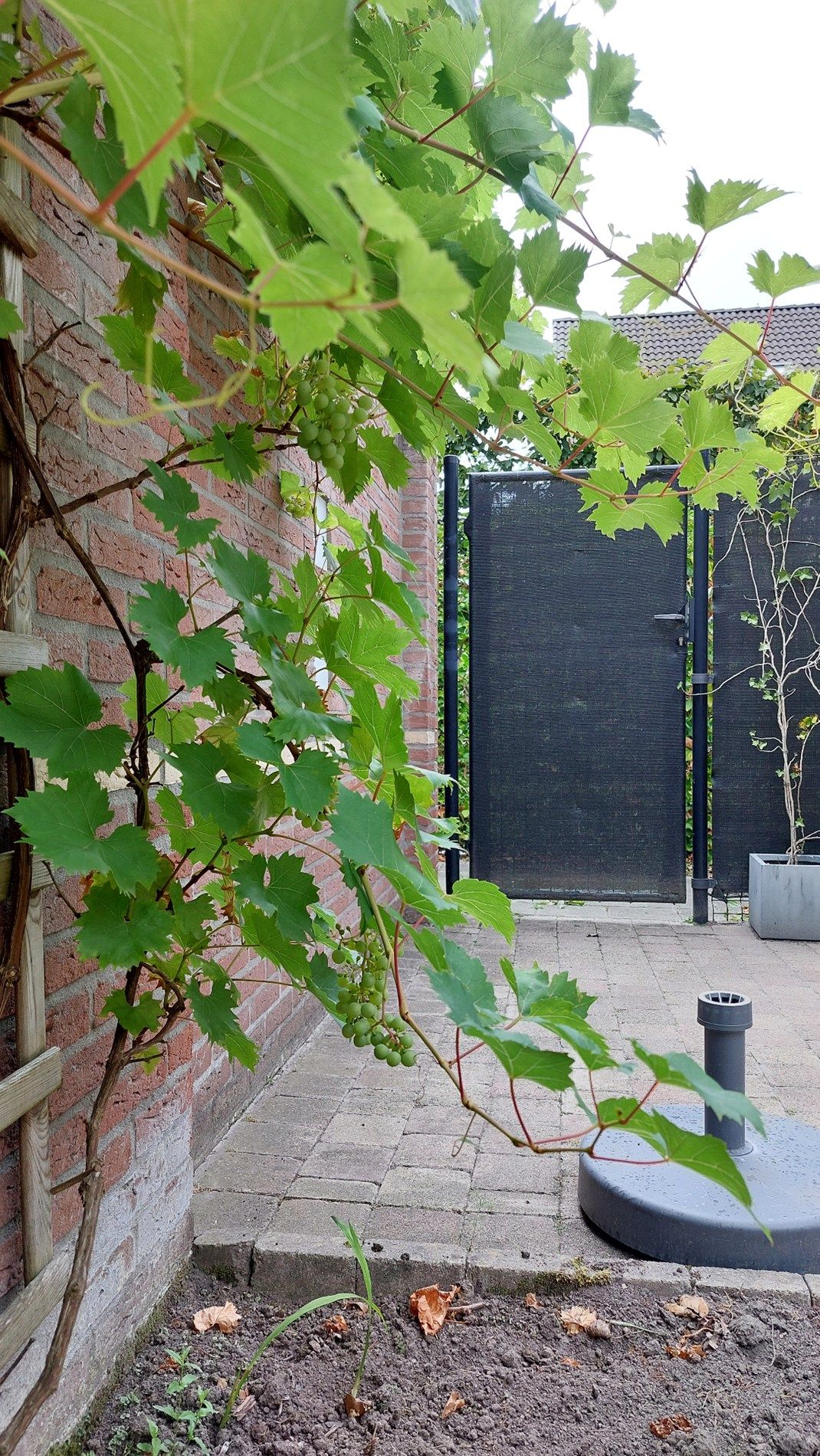 Photo 10 of Boterbloemstraat 7