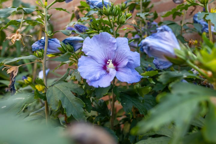 Foto 59 van Brugdam 2