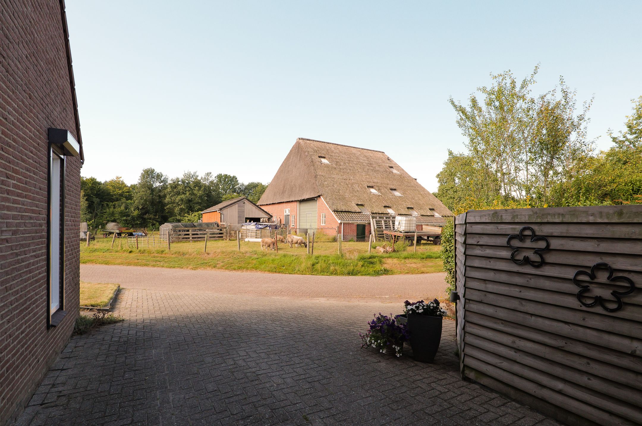 Foto 36 van Kalmoes 60