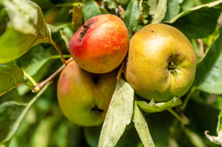 Foto 35 van Kastanjelaan 3-B