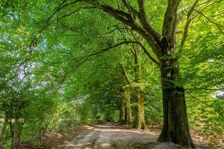 Foto 41 van Kastanjelaan 3-B