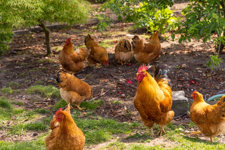 Photo 32 of Borculoseweg 30