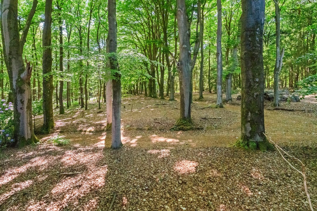 Photo 86 of Bosweg 14