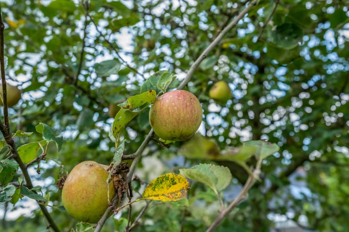 Foto 46 van J.P. Santeeweg 116