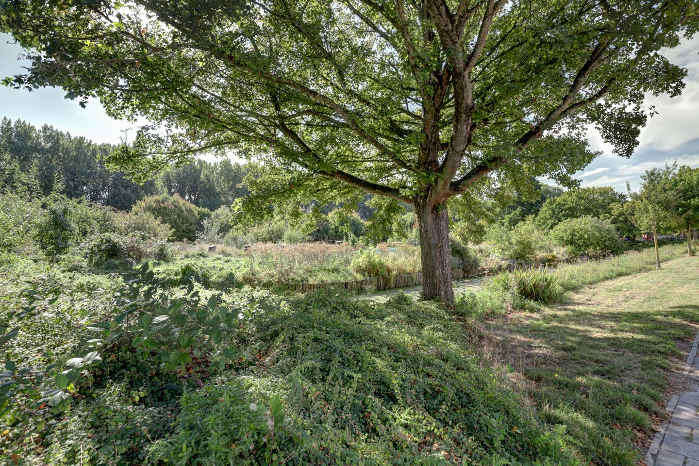 Foto 40 van Ranonkeldreef 15