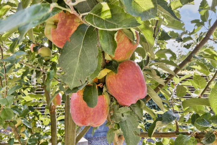 Foto 17 van Nikestraat 7