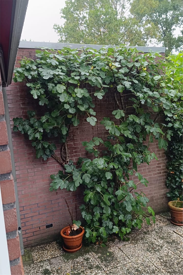 Foto 30 van Buizerd 114