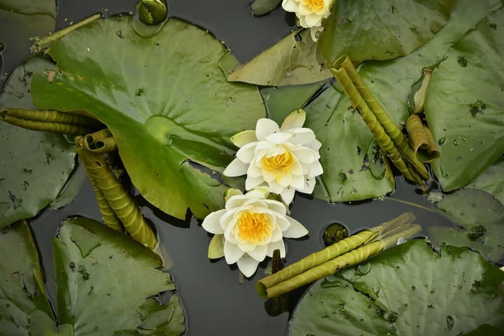 Foto 10 van Purperreiger 54