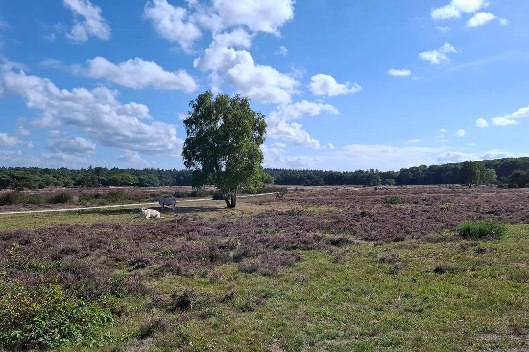 Foto 31 van Eikbosserweg 256