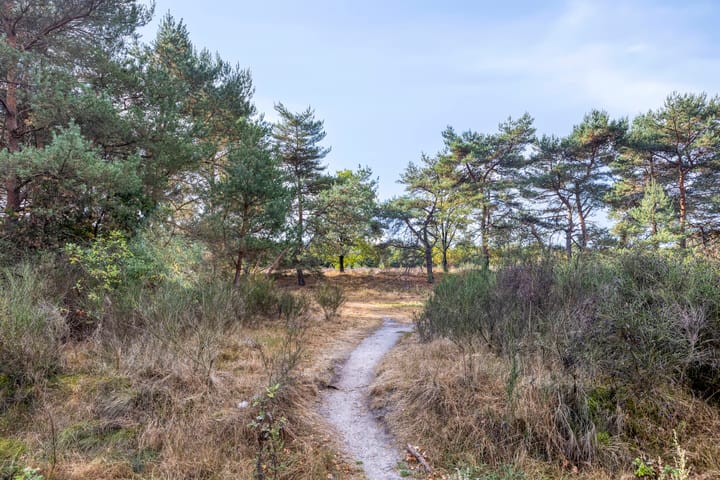 Foto 40 van Wijboschstraat 22