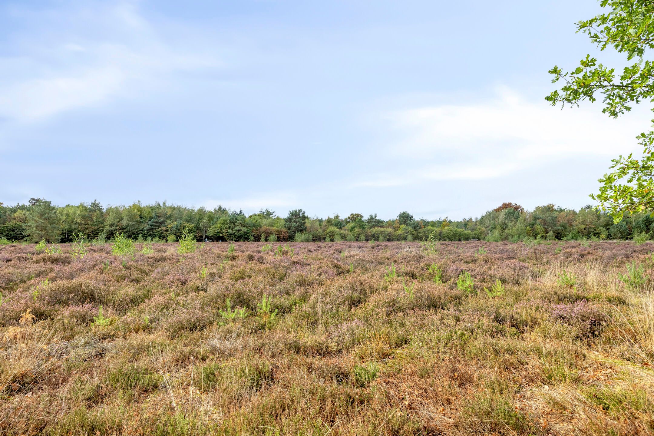 Foto 42 van Wijboschstraat 22