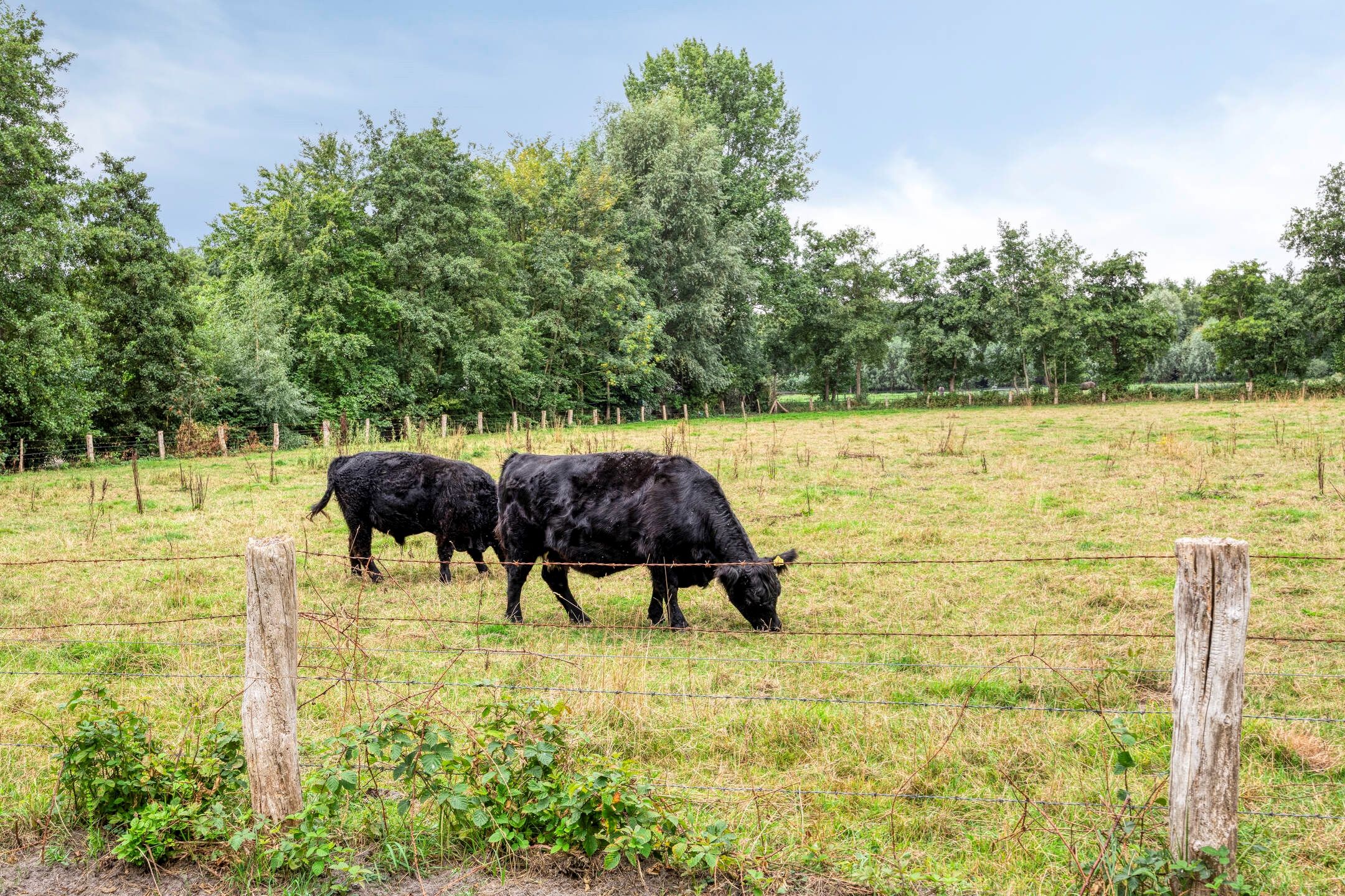 Photo 45 of Haasdijk 57