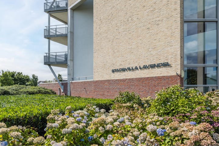 Photo 2 of Lavendel 449