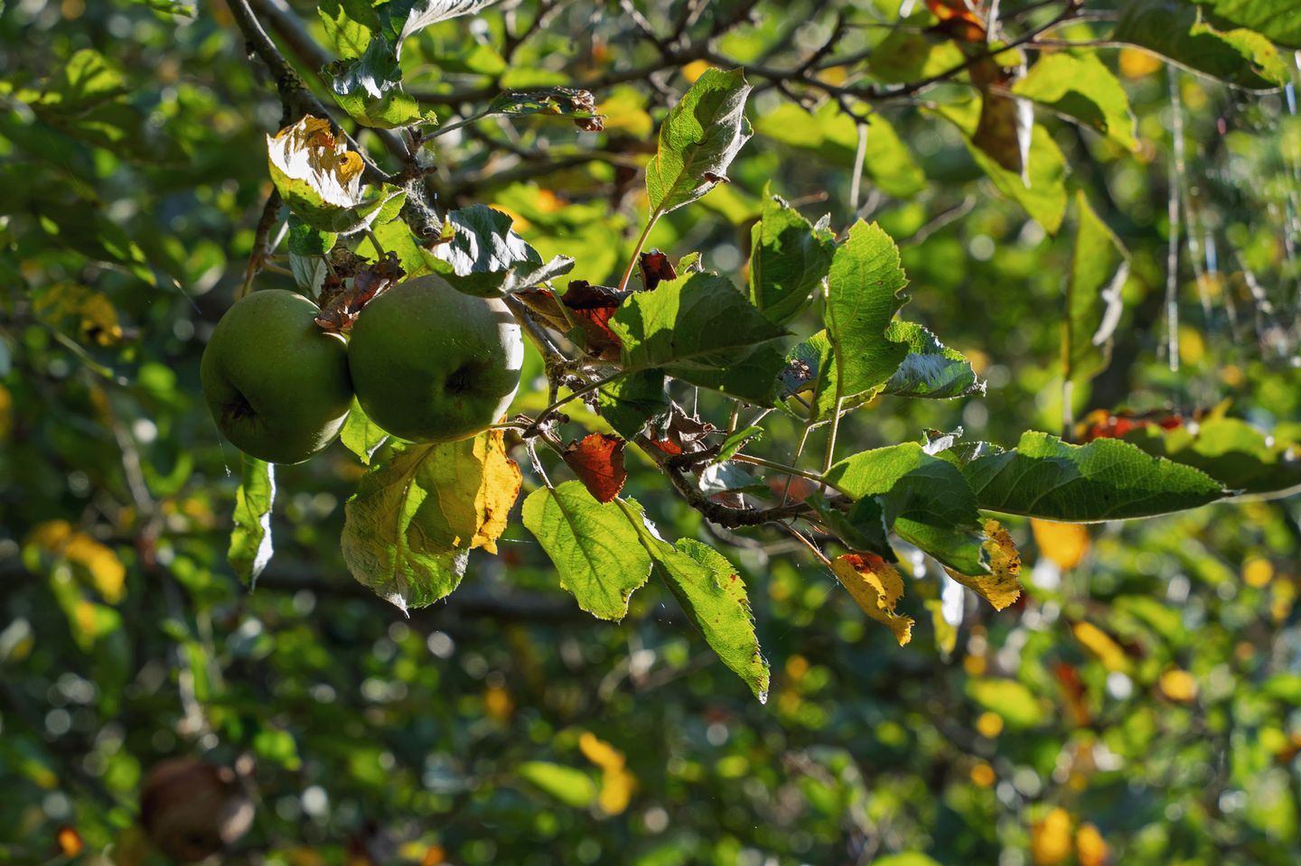 Photo 65 of Lopikerweg west 97